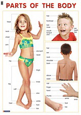 Parts of the Body