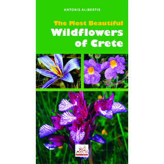 The Most Beautiful Wildflowers of Crete